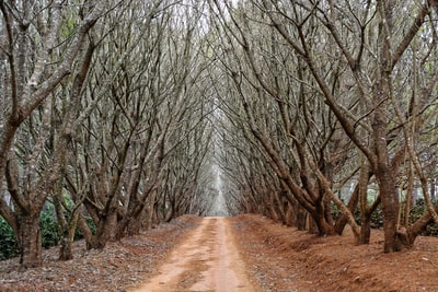 树间小路